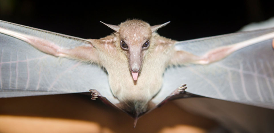 bat-03