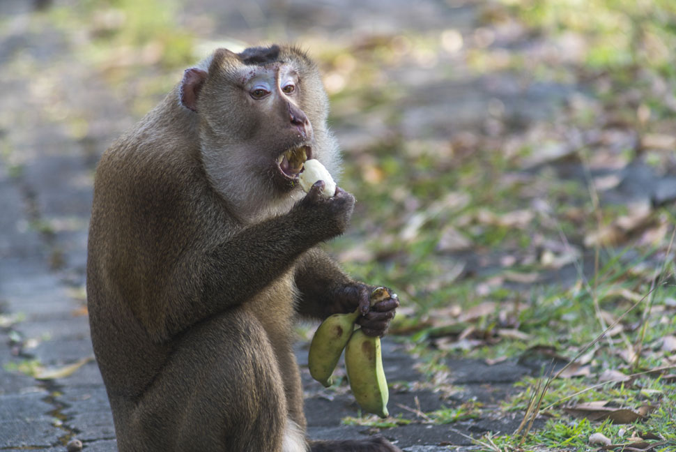 stopfeedingwildlife-khaoyai